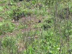 Hirundo atrocaerulea