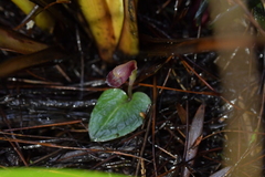 Corybas rotundifolius
