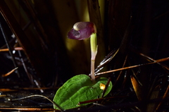 Corybas rotundifolius