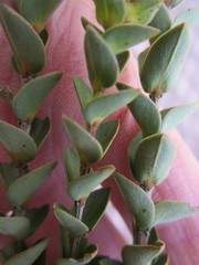 Penaea cneorum cneorum