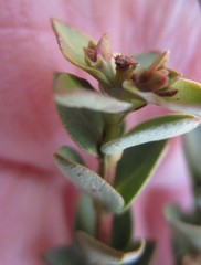 Penaea cneorum cneorum