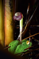 Corybas rotundifolius