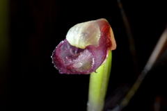 Corybas rotundifolius