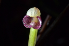 Corybas rotundifolius