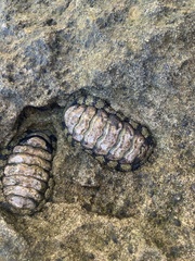 Chitonidae