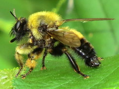 Laphria sacrator