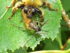 Laphria sacrator