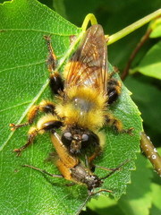 Laphria sacrator