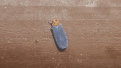 Kosalya flavostrigata