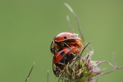 Hesperomyces harmoniae