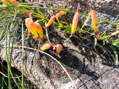 Lachenalia quadricolor