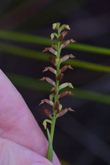 Genoplesium pumilum