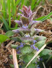 Ajuga pyramidalis