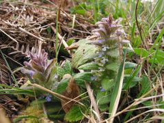 Ajuga pyramidalis