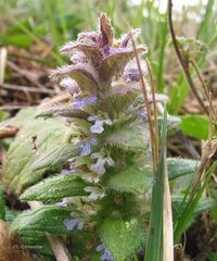 Ajuga pyramidalis