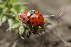 Hesperomyces harmoniae