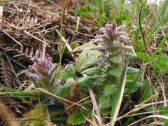 Ajuga pyramidalis