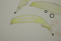 Hesperomyces harmoniae
