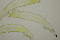 Hesperomyces harmoniae