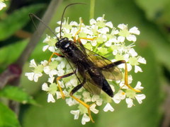 Exetastes suaveolens