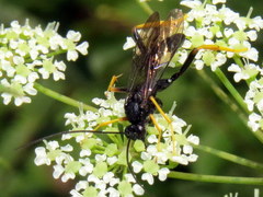 Exetastes suaveolens