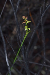 Genoplesium pumilum