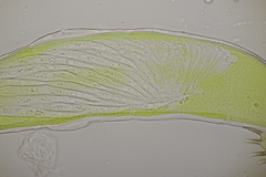 Hesperomyces harmoniae