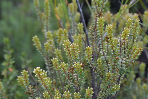 Image of Epacris pauciflora by (c) Christopher Stephens, some rights reserved (CC BY-SA)