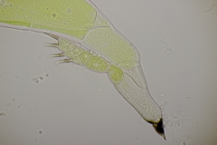 Hesperomyces harmoniae