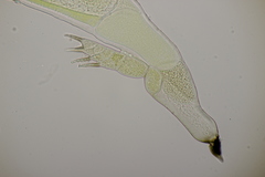 Hesperomyces harmoniae