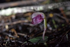 Corybas rotundifolius