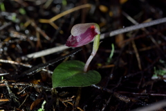 Corybas rotundifolius