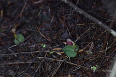 Corybas rotundifolius