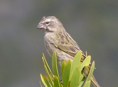 Crithagra flaviventris