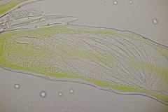 Hesperomyces harmoniae