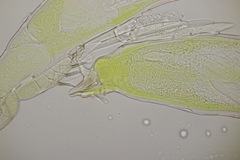 Hesperomyces harmoniae