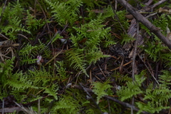 Thuidiopsis