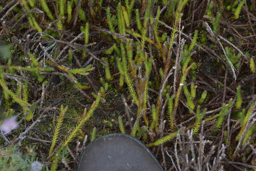 Image of Lateristachys lateralis by (c) Christopher Stephens, some rights reserved (CC BY-SA)