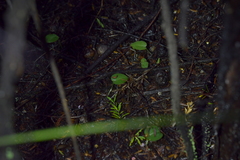 Corybas rotundifolius