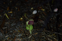 Corybas rotundifolius