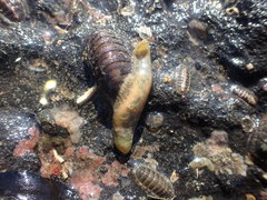 Flabelligera bicolor