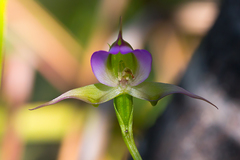 Disperis capensis brevicaudata