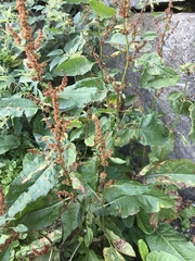 Rumex obtusifolius