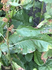Rumex obtusifolius