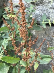 Rumex obtusifolius