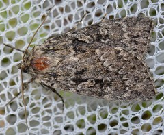 Xestia mixta
