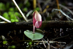 Corybas rotundifolius