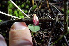 Corybas rotundifolius