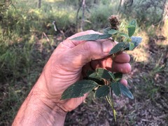 Malvastrum americanum