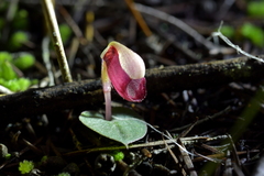 Corybas rotundifolius